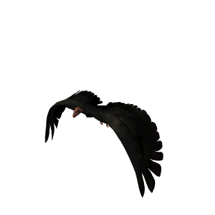 bird.gif