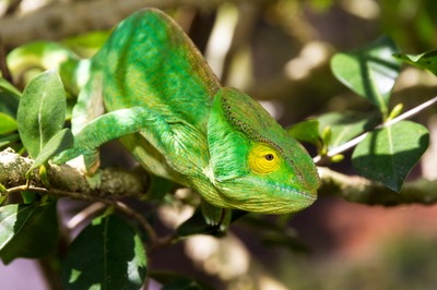 chameleon.jpg